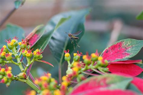 As Plantas E Flores De Natal Mais Encantadoras Para Decorar Sua Casa