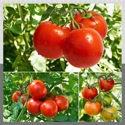 Jual Bibit Tomat Benih Sayuran Tomat Biji Pohon Tanaman Unggul Di