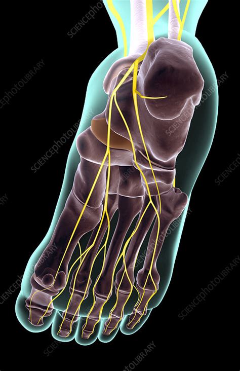 The Nerves Of The Foot Stock Image F0019024 Science Photo Library