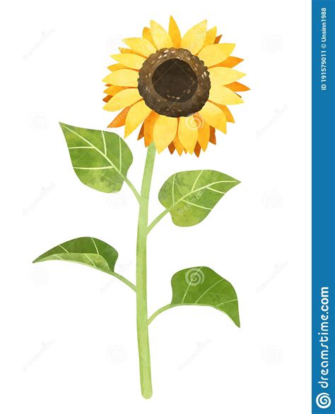 Watercolor Sunflower Clipart Hand Drawn Color Stock