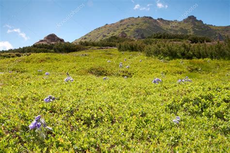 Summer Mountain Flowers — Stock Photo © Wildman 8008356