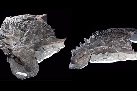 Not Just Boring Old Bones 6 Incredible Dinosaur Fossils
