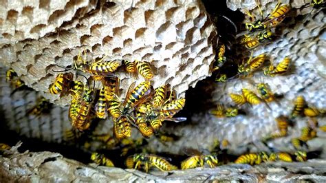 Yellow Jackets Nest Inside Wall Of House Infestation Wasp Nest Removal Youtube