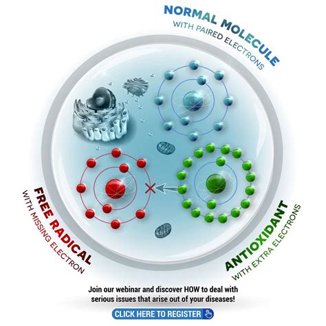 Free Radicals Damage Cells