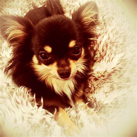 Long Haired Black And Tan Chihuahua Chihuahua Black Hair Inspiration