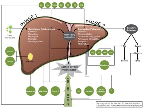 7690981229for any query tell me in comment section.for notes visit my fb page.facebook. Liver Phase 1 And 2 Detoxification Pathways
