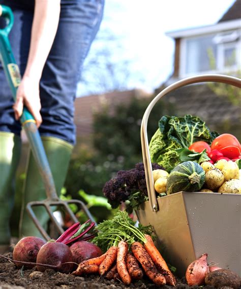 Home Food Grower Numbers Grow During Pandemic Farmtario