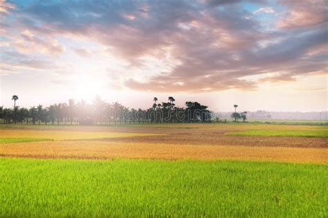 Rice Field At Sunset Stock Image Image Of Golden Beautiful 37060403