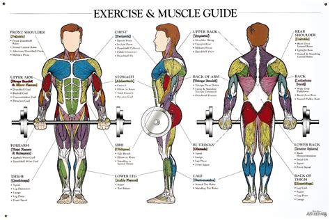 Muscle Anatomy Workout Image Fitness Lifestyle