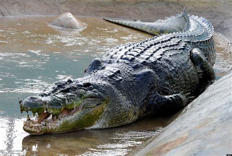 lolong dead world s largest crocodile in captivity dies in philippines photos huffpost uk