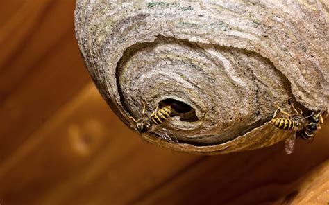 The Construction Of A Wasp Nest Andy Law Pest Control