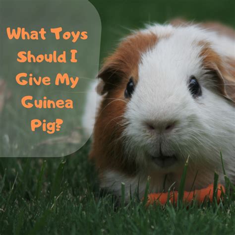 toys   give  guinea pig pethelpful