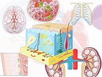 Free 3000 Professionally Illustrated Medical Graphics