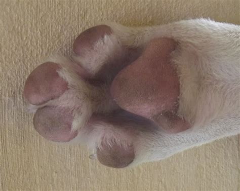 Why Does My Dog Have Swollen Feet And What Are Some Natural Cures