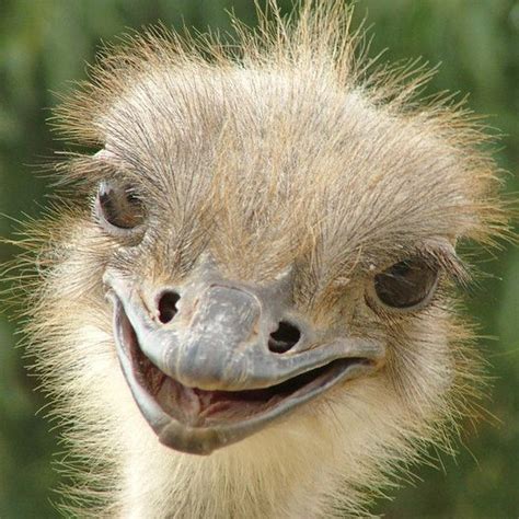 Baby Ostrich Smiling Animals Laughing Animals Ostriches