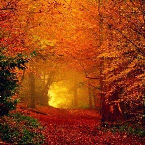 Woodland Path In Autumn Autumn Scenery Autumn Forest