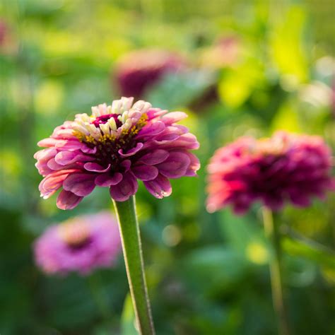 A color blend like no other in the garden (except possibly coleus foliage), queeny lime red is the zinnia of the season, the one we get daily calls and emails. Zinnia 'Queen Red Lime', Zinnia elegans ~ Simple Leaf Farm