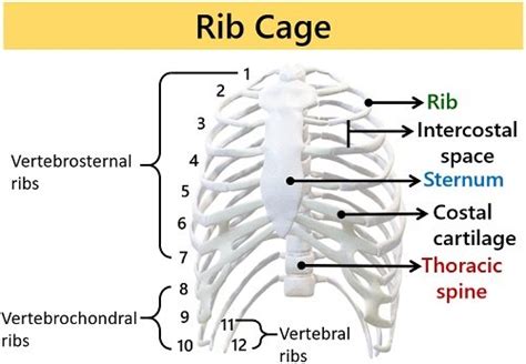 What Is The Anatomy Of Rib Cage Thoracic Vertebrae Ribs And Sternum Biology Reader