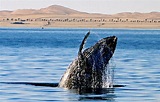 The return of the whales to Namibia’s coast, Safari2Go