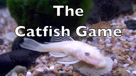 The Catfish Game Youtube