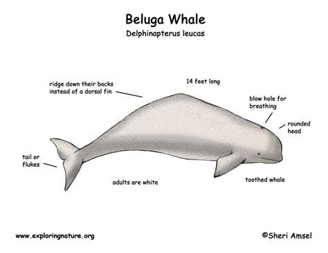 Beluga Whale Diagram