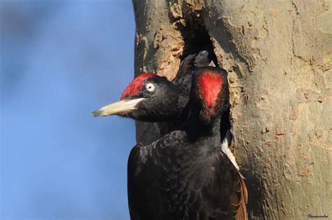 Woodpeckers Of Europe