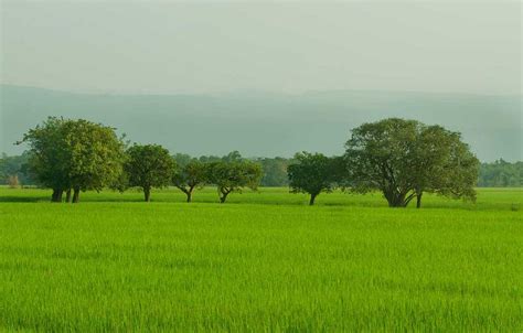A Field Of Grean Landscape Photography Nature Landscape Bangladesh