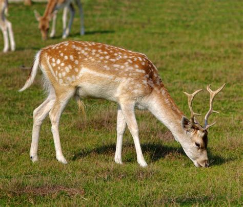 Deer Eating Grass Stock Photo Image Of Mammal Watching
