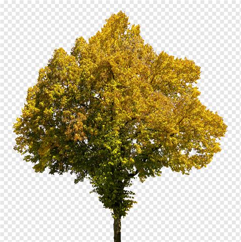 Autumn Season Tree Leaves Isolated Beech Beechnut Yellow Fall