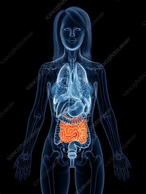 Small Intestine Illustration Stock Image F0268771 Science Photo