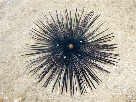 Long Spined Black Sea Urchin Diadema Sp Loh Kok Sheng Flickr