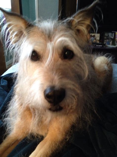 Focuses mostly on current dogs, no records or knowledge of genes. Krypto ~ Berger Picard | Golden retriever, Puppies, Dogs