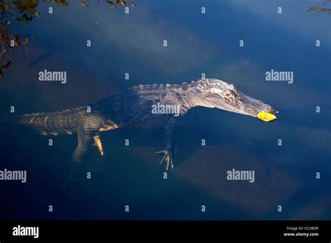 Swimming American Alligator Alligator Mississippiensis In The