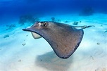 11 Different Types of Stingrays (Plus Interesting Facts)
