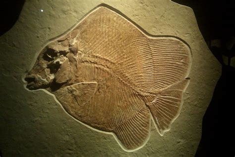 Upper Jurassic Fish Fossils Are Not Common But Can Be Found In The