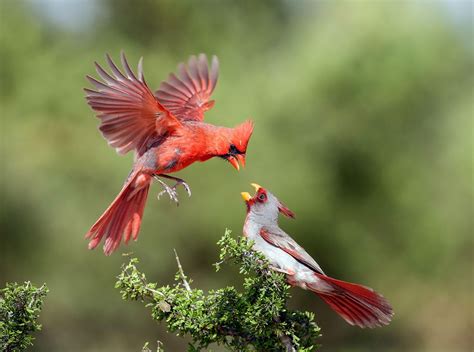 The 2016 Audubon Photography Awards Top 100 Birds Beautiful Birds