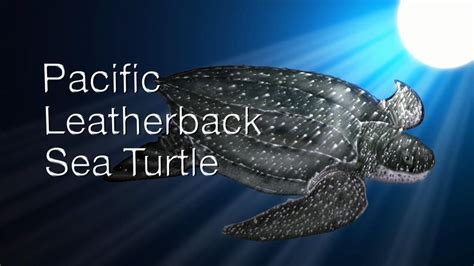 Species In The Spotlight Pacific Leatherback Turtle Sea Turtles
