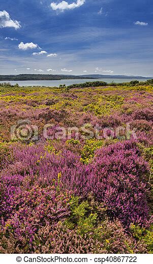 Purple And Pink Heather On Dorset Heathland Near Poole Harbour Lush