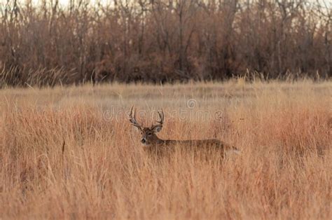 Whitetail Deer Buck In Tall Grass Stock Photo Image Of Mammal