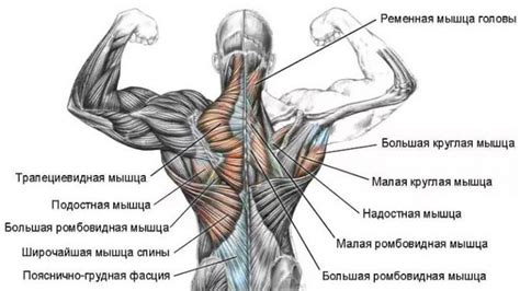 Мышцы спины человека анатомия и строение глубокие и поверхностные