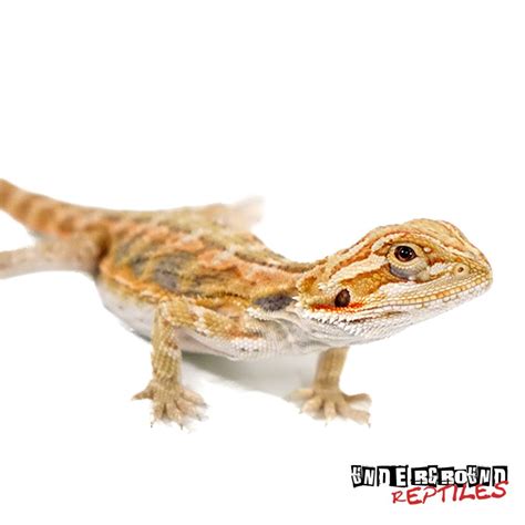 Bearded Dragons For Sale Underground Reptiles