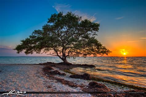 Picnic Island Park Sunset Mangrove Tree Tampa Bay