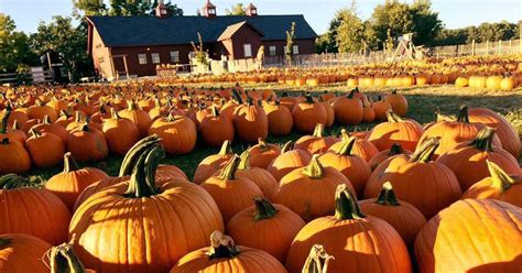 The Best Pumpkin Patches Near Me — Heres Where You Need To Go