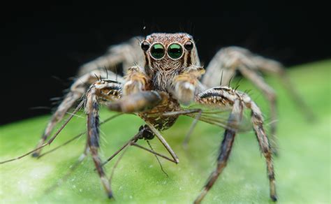As of 2019, it contained over 600 described genera and over 6000 described species, making it the largest family of spiders at 13% of all species. Things That Eat Mosquitoes
