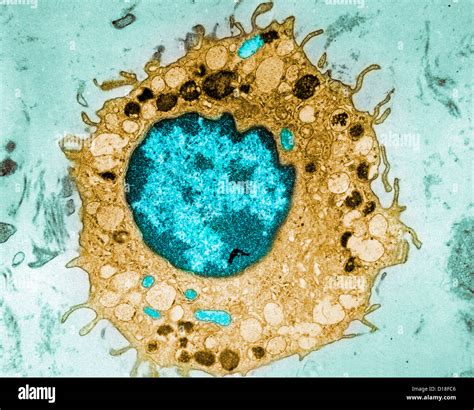 Electron Micrograph Of Mammalian Cell Stock Photo Royalty Free Image