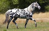 Things You Did Not Know About the Appaloosa - Welcome to Horse ...
