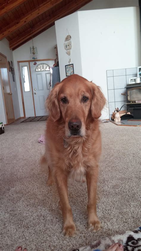 My Golden Too Tall Or Long Legged Page 2 Golden Retriever Dog Forums