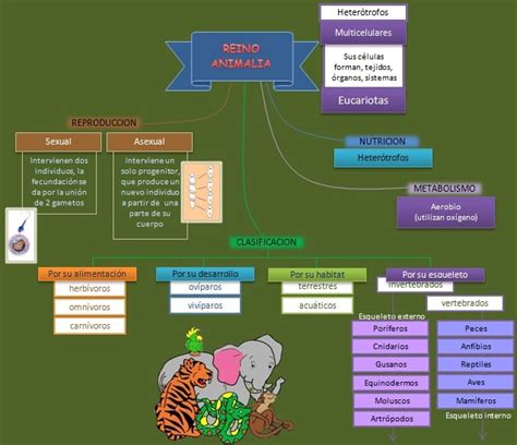 Esquema Reino Animalia