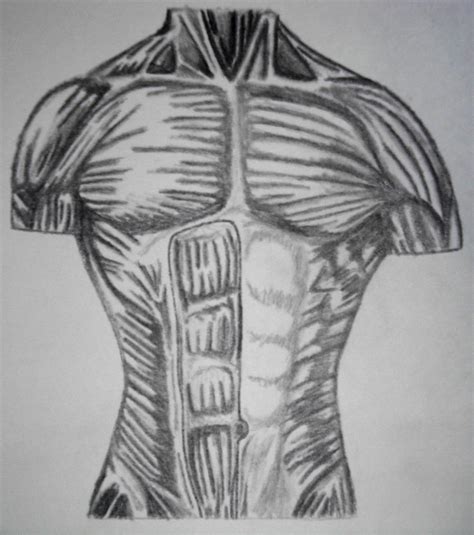Nathans Art Anatomy Human Torso