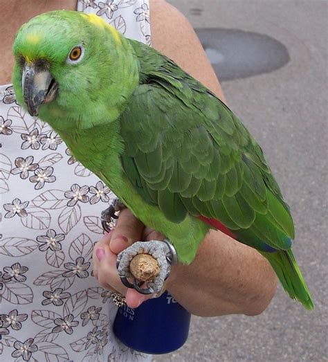 A 20 Year Old Yellow Naped Amazon As A Pet Parrot Amazon Parrot